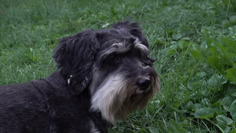 adorable scruffy dog relaxing in lush 4k grass