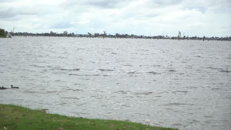 duck family on lake on windy and cloudy day