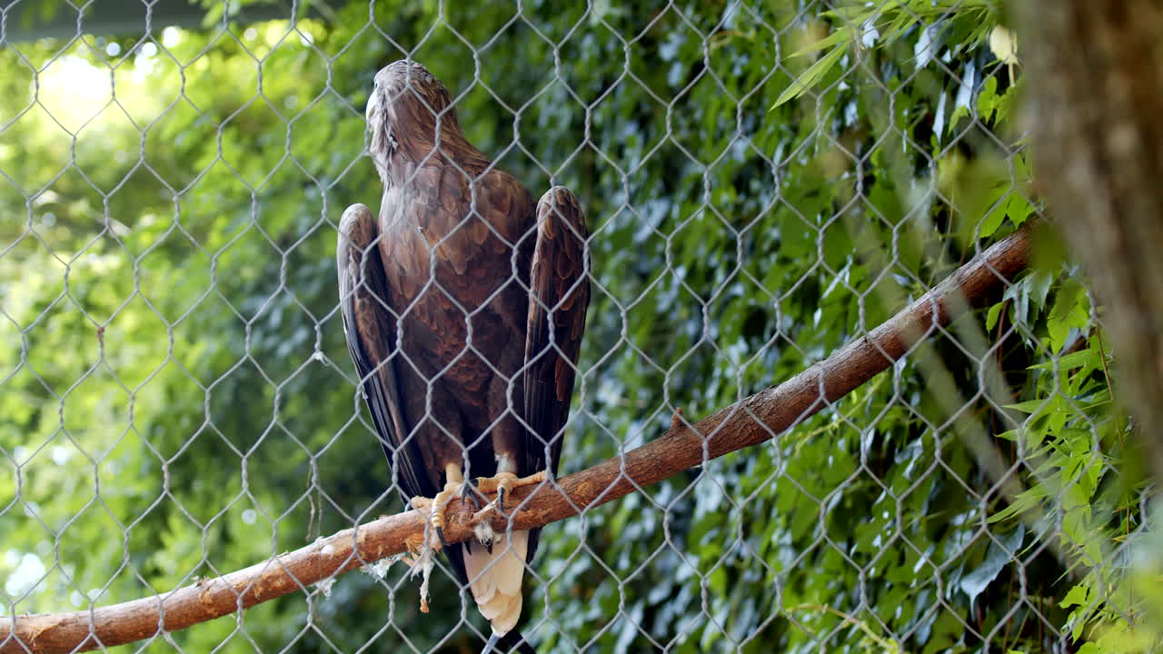 tiro panorámico de águila salvaje descansando sobre la rama de un árbol detrás de la malla