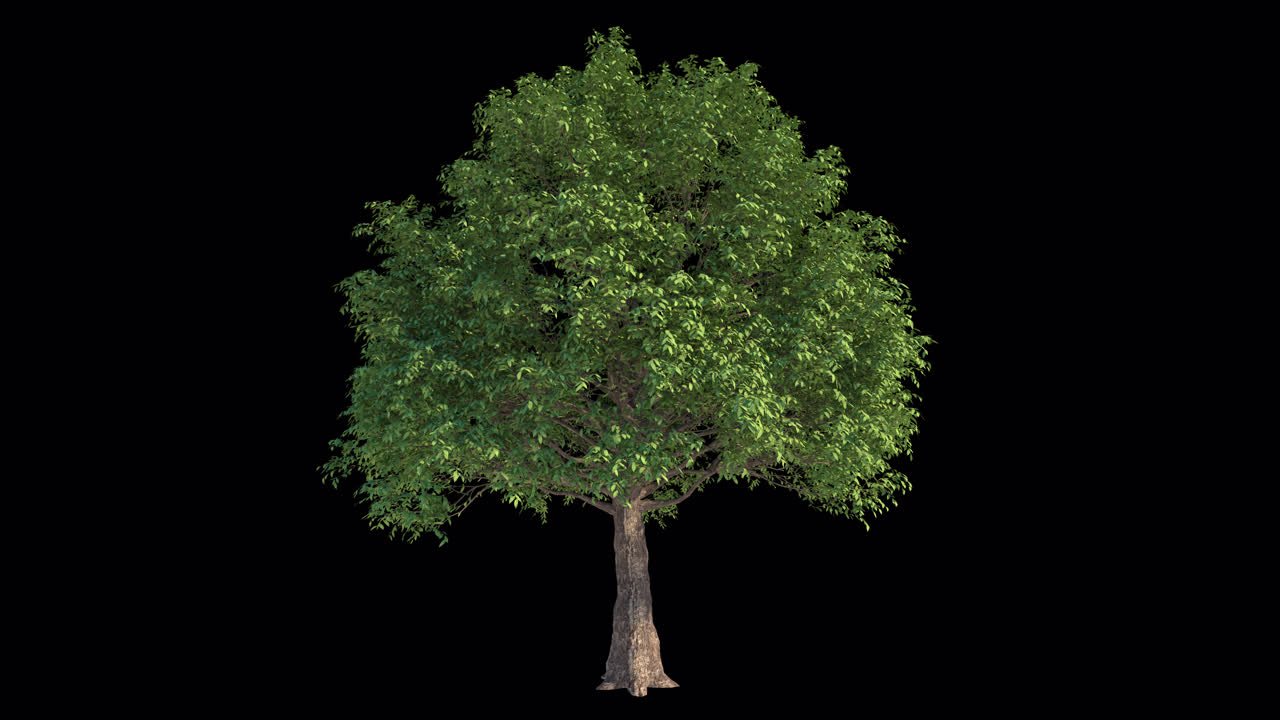 Albero verde con foglie che ondeggiano su sfondo nero.