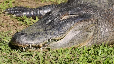 an alligator resting on grassy ground