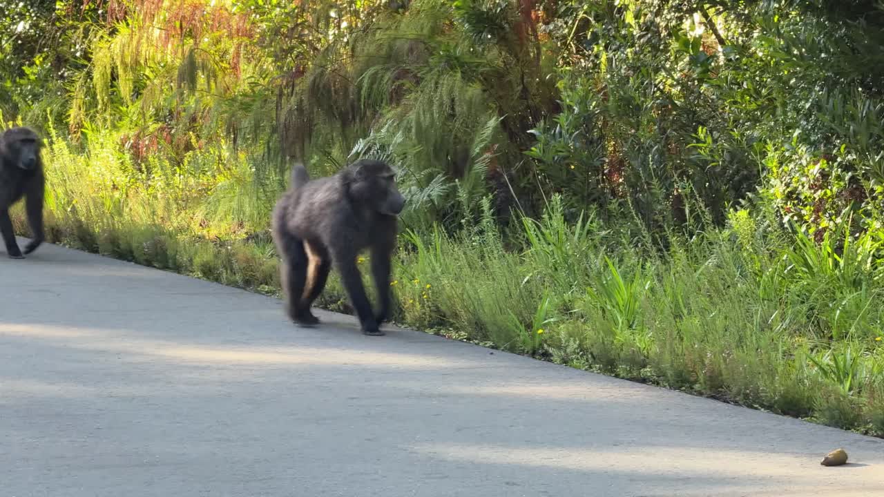 Baboons walking along the road
