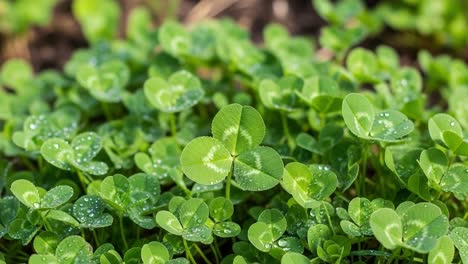 a lush display of dew-kissed clover leaves in a verdant landscape, captured in two frames to showcase their texture and nature's beauty