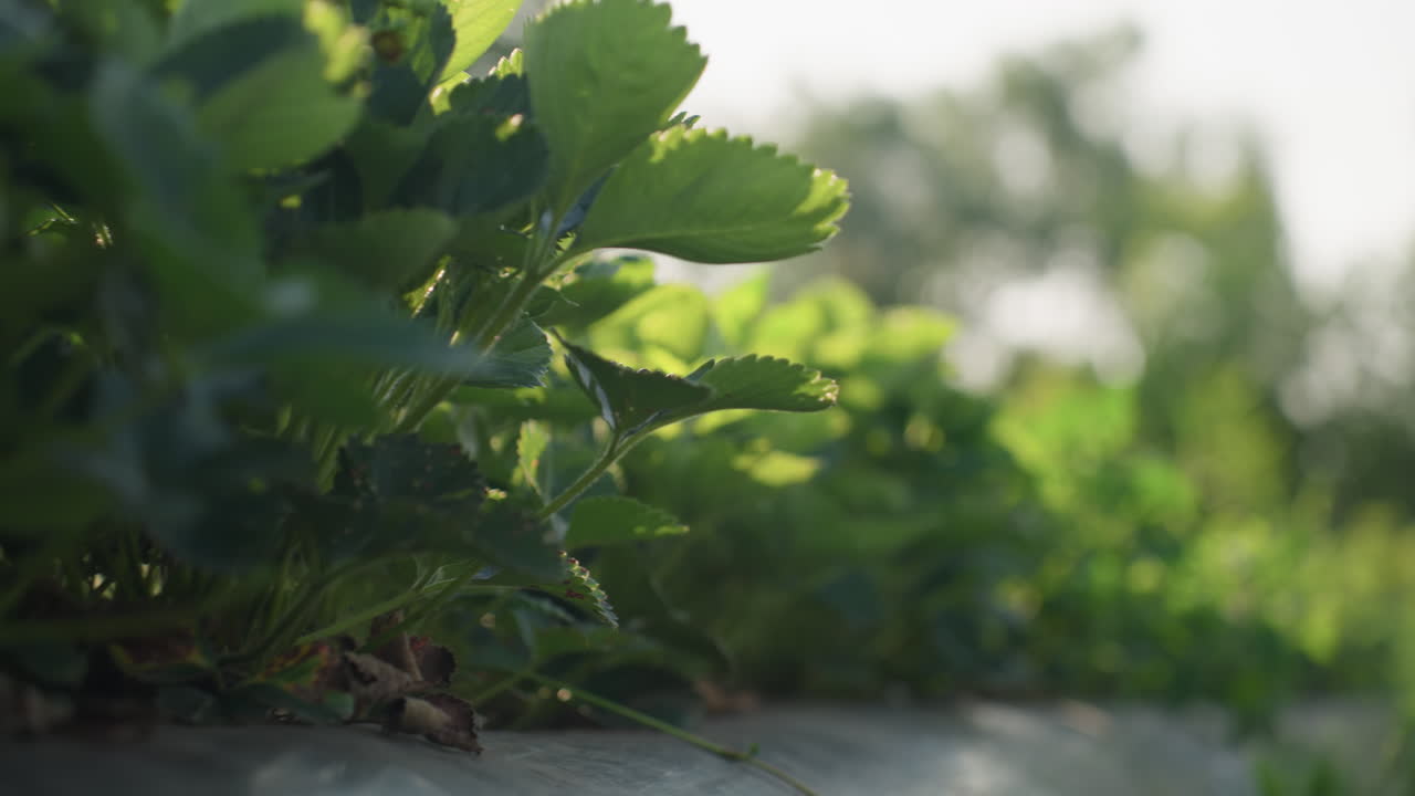 Close up of green strawberry leaves glowing under warm morning sunlight with gentle flare, capturing vibrant detail of fresh plant growth and soft natural lighting