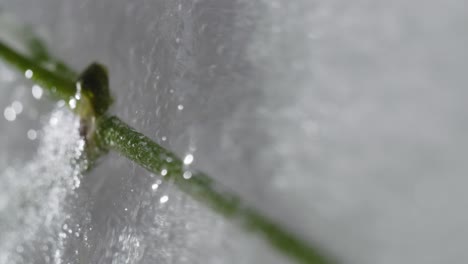 abstract macro shot of frozen flower