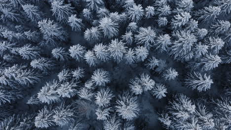 aerial, top down, drone shot, descending, above snow covered trees, wintry forest, on a cloudy, winter day, in finland