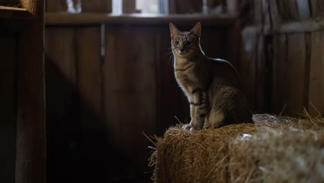 cat sitting on hay in a barn