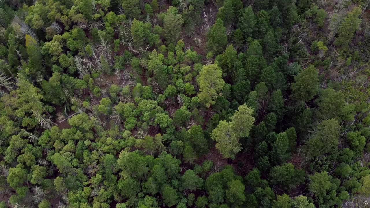 vista aérea de un dron que rodea 3 árboles en sentido contrario a las agujas del reloj en la ladera de la montaña del bosque con árboles más pequeños y muertos