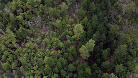 drone shot aerial view circling 3 trees counter-clockwise in forest mountainside with trees smaller and dead