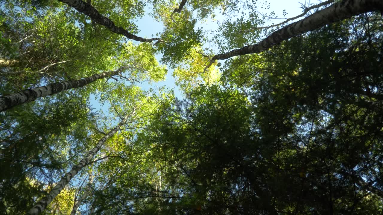 Guardando in alto tra le betulle, contemplando il cielo blu e i raggi del sole che fanno capolino - Inquadratura rotante