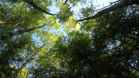 Looking-up-through-birch-trees,-contemplating-the-blue-sky-and-the-sun's-rays-lurking---Rotating-shot