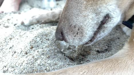 detail of tongue dog licking ice in slow motion