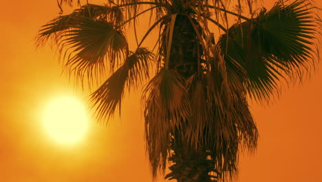 Puesta-De-Sol-Tropical.-Palmera-En-El-Cielo-Del-Atardecer.-Timelapse-De-Palmera-Al-Atardecer