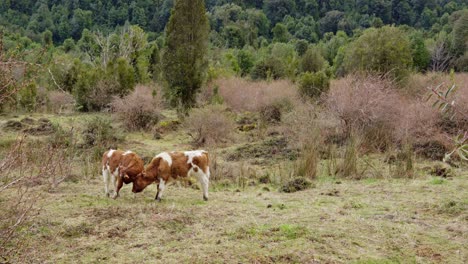 handheld of two calves petting each other in hornopiren national park, hualaihue, chile