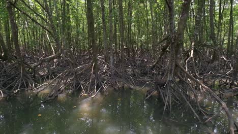 Cacerola-Lenta-De-Denso-Bosque-De-Manglares