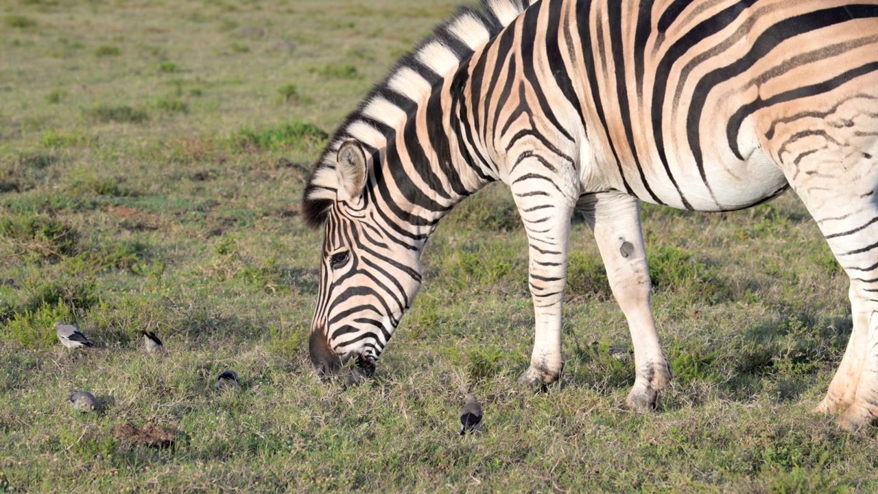 Vortespurve (Creatophora cinerea) der spiser insekter, forstyrret af zebraen (Equus quagga burchellii), mens den bevæger sig gennem græsset