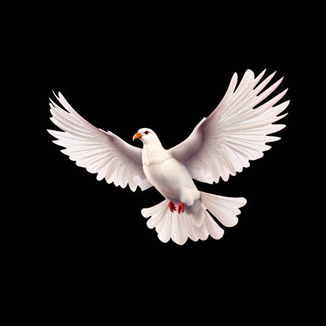 graceful dove soaring skyward animation isolated asset, transparent 4k video, alpha channel, prores