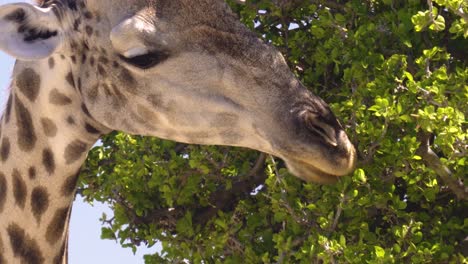 primer plano de jirafa comiendo hojas en lo alto de los árboles