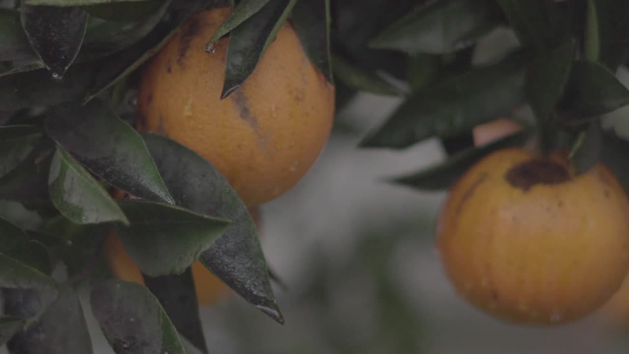 reain에 오렌지 나무