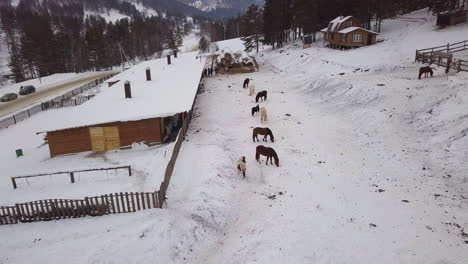 hungry horses graze on territory of stable in small village