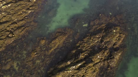 Drohnenaufnahme-Eines-Erwachsenen-Seehundes,-Der-In-Der-Nähe-Eines-Anderen-Seehundes-Schwimmt,-Der-Sich-über-Einige-Felsen-Bewegt