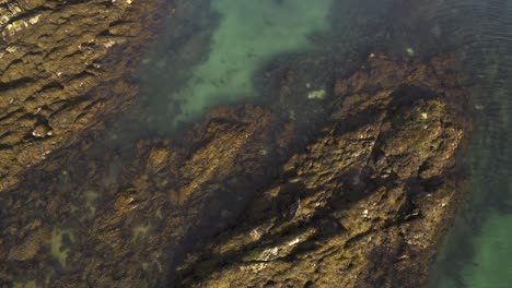 drone shot of an adult common seal swimming near another seal moving across some rocks