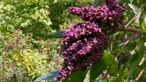 Cluster-Geflügelter-Sumachbeeren-Im-Sonnenlicht-In-Maryland,-USA