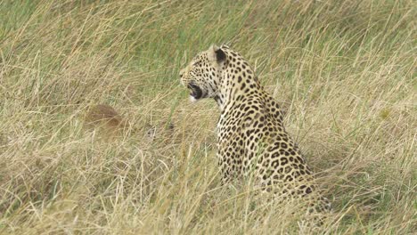 bebé lechwe en la hierba alta con un leopardo, caza exitosa
