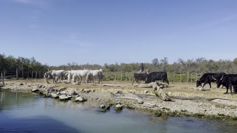 horses and black oxen guarded by a cowboy stand by the water of a river in the sun