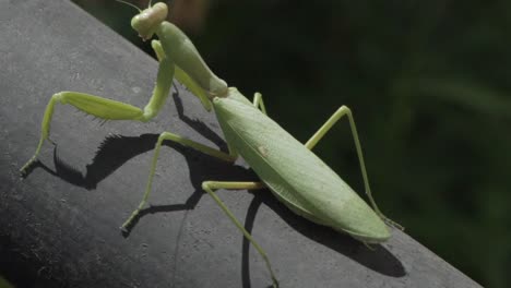 footage of green praying mantis, sitting on a black metal rail