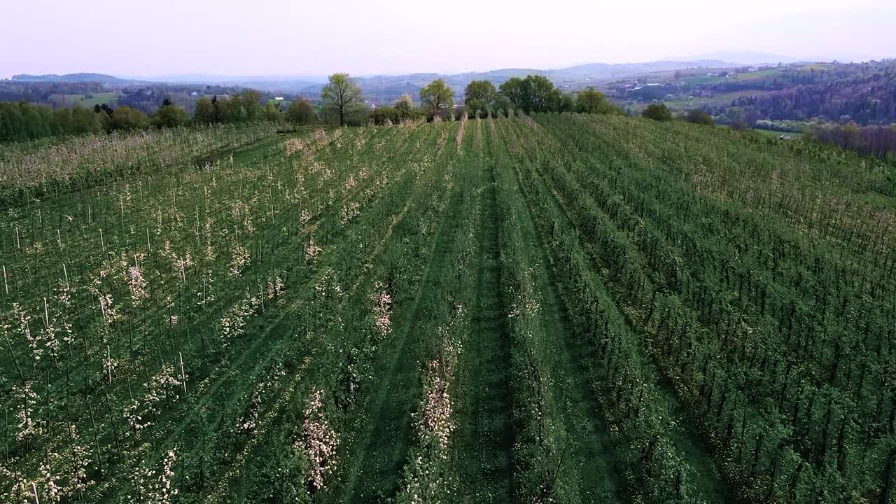 stunning apple trees fields, blooming trees, aerial shot
