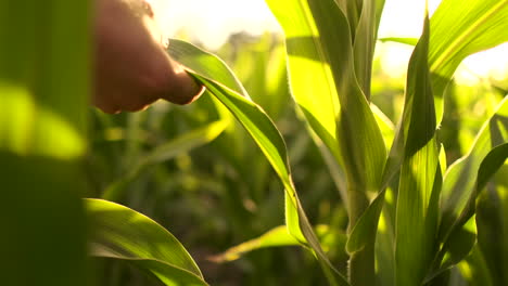 male farmer with a tablet closeup inspects shoots kurusu and tap the screen with your fingers. analyze the success of the future harvest. genetically modified foods