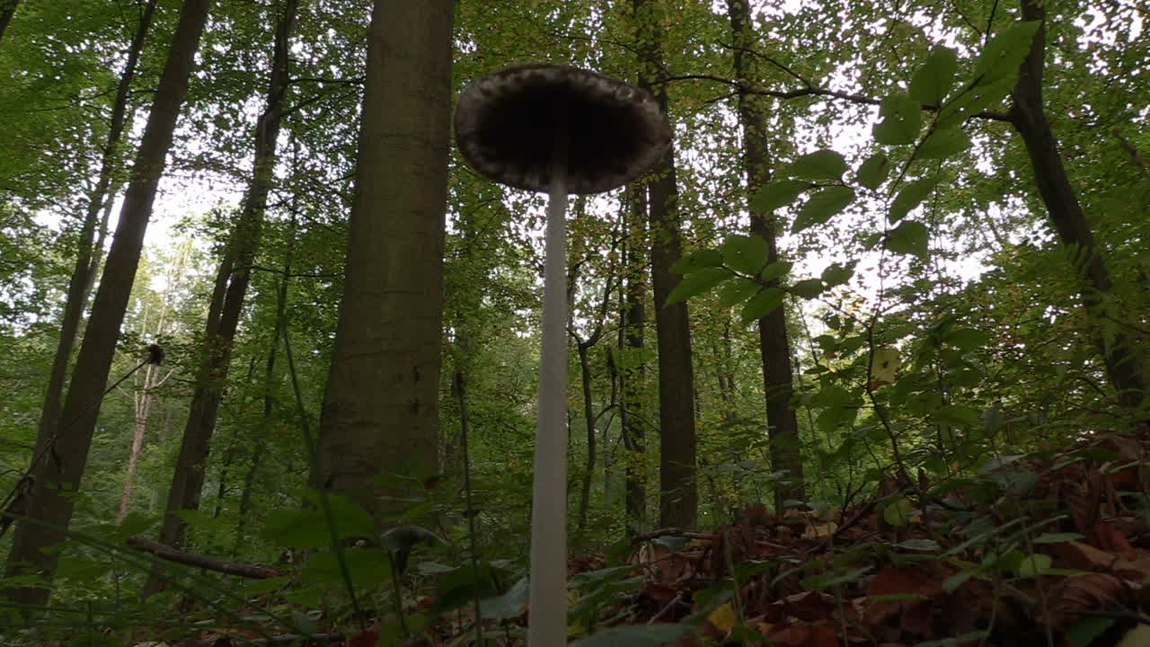 Low angle view of a single mushroom surrounded by trees in a forest