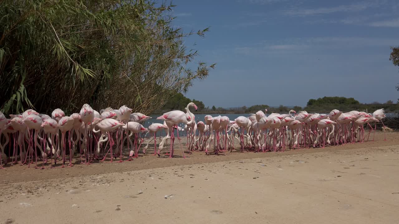 Numerous pink flamingos gather at the water's edge, some dipping their heads to drink while others stand tall, creating a vibrant scene against the backdrop of a clear blue sky