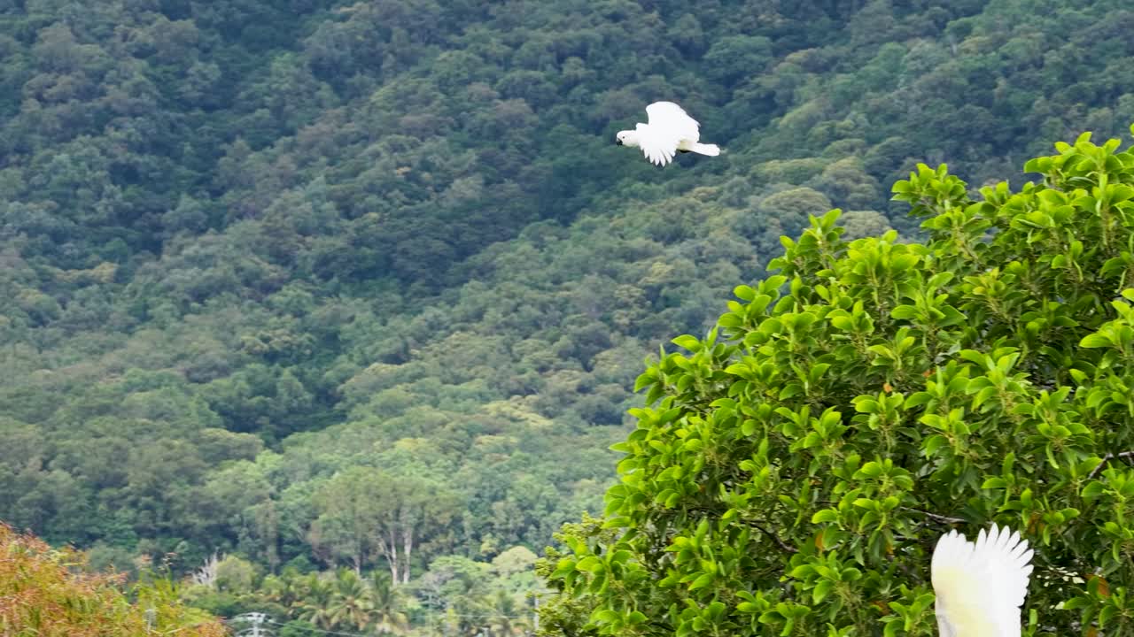 A sulphur-crested cockatoo gracefully flies over lush greenery in Port Douglas, Australia, captured in vibrant daylight