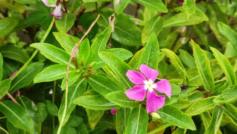 plant with red flowers when it rains