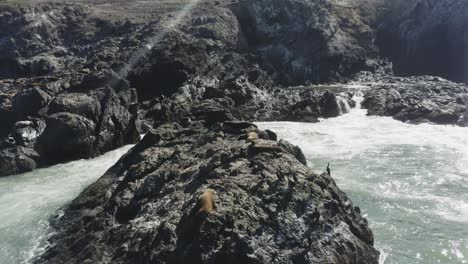 Imágenes-Aéreas-De-Drones-De-Focas-Sobre-Rocas-Oceánicas,-Rodeadas-De-Olas-Rompiendo-En-El-Océano-Pacífico,-Oregon