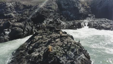 imágenes aéreas de drones de focas sobre rocas oceánicas, rodeadas de olas rompiendo en el océano pacífico, oregon
