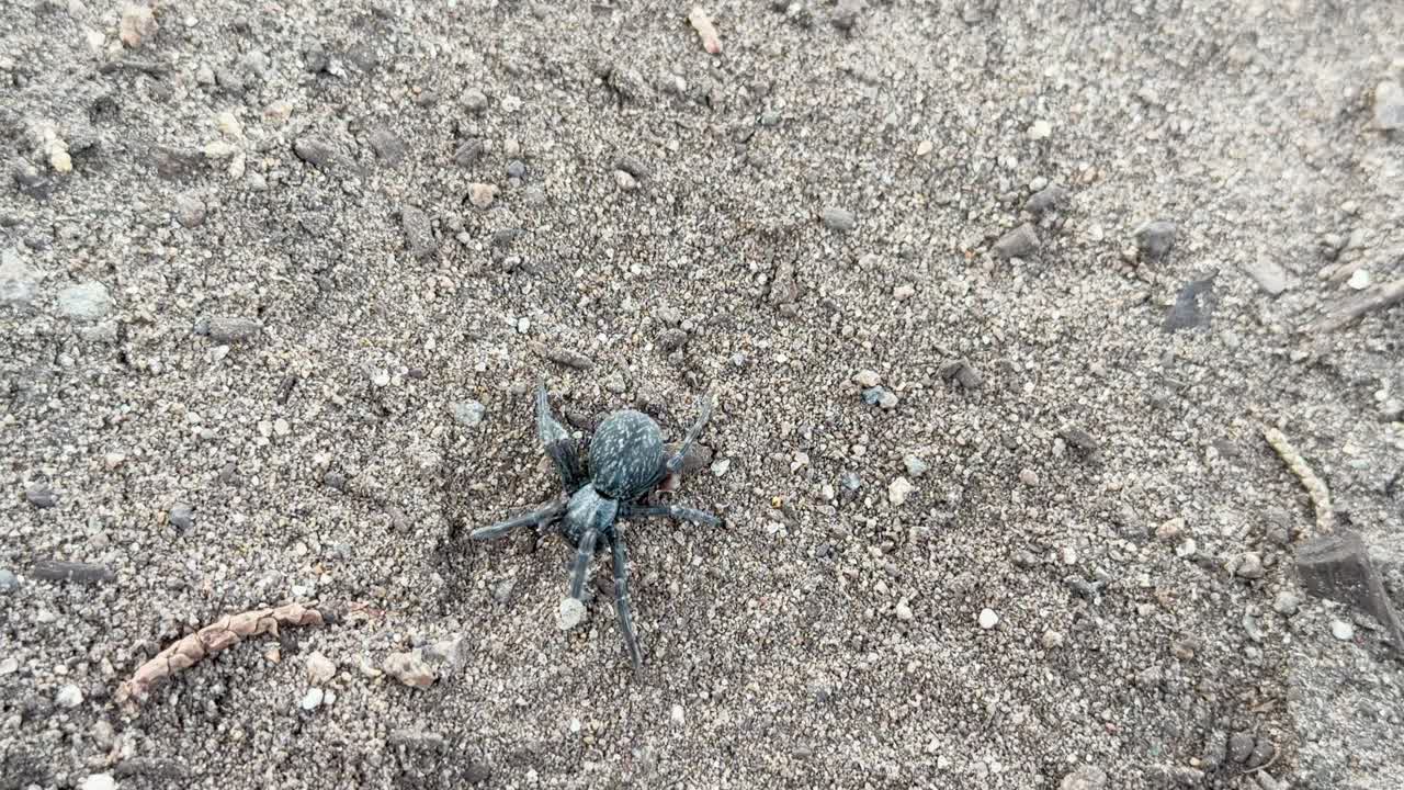 Wolf spider moves over sandy gravel, creating patterns; natural daylight, handheld close-up perspective