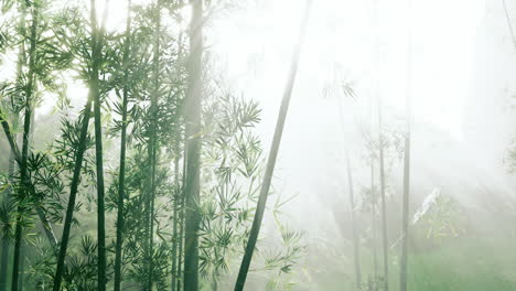 Bosque-De-Bambú-Asiático-Con-Clima-De-Niebla-Matutina