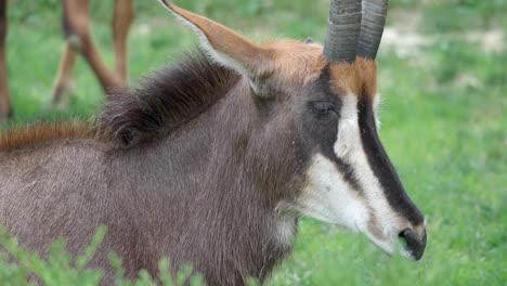 sable antelopes resting in grassland close-up