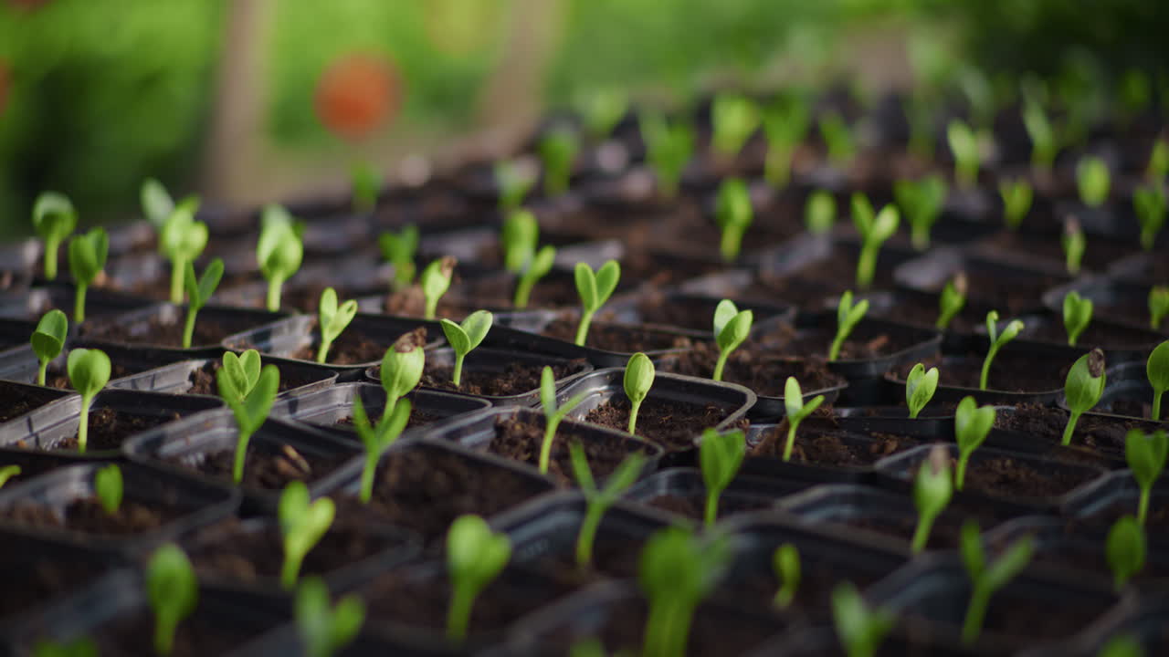 Closeup of Young Zucchini Seedlings in Eco-Friendly Pots