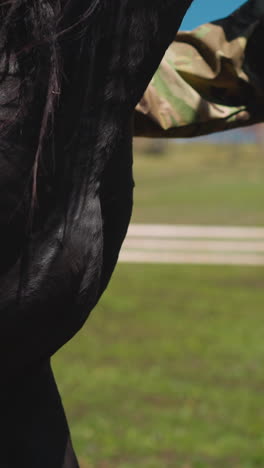 trainer in camouflage uniform strokes black horse and takes reins on green meadow closeup. farmer tames equine animal at ranch on sunny day slow motion