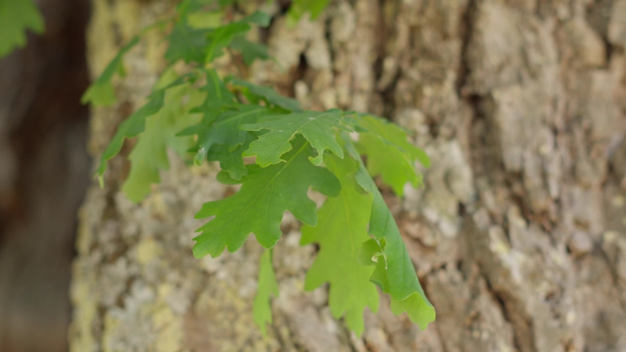 Detailed close-up shot of vibrant green oak leaves and textured tree bark, captured in natural light, perfect for nature and botanical projects.
