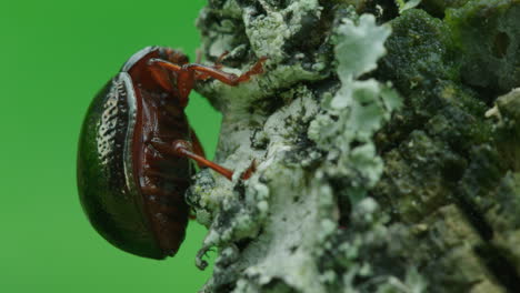 un escarabajo de hoja en macro se encuentra en líquenes contemplando la vida