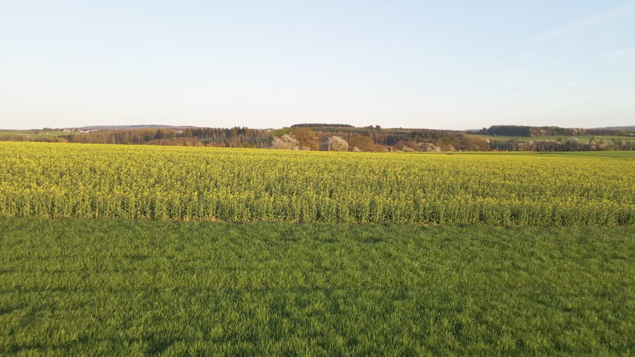 Flying over a large yellow rapeseed field at sunset in Germany