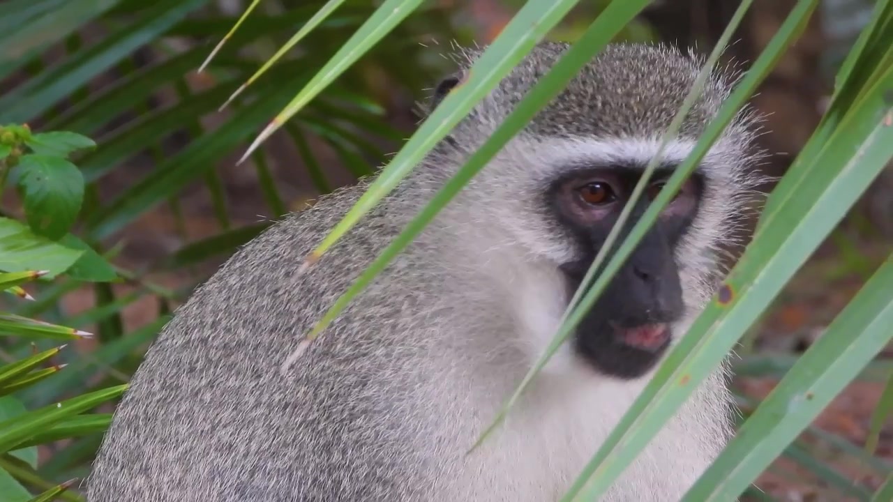 Primo piano di una scimmia cercopiteco verde adulta seduta a terra nel suo habitat forestale, Sudafrica.