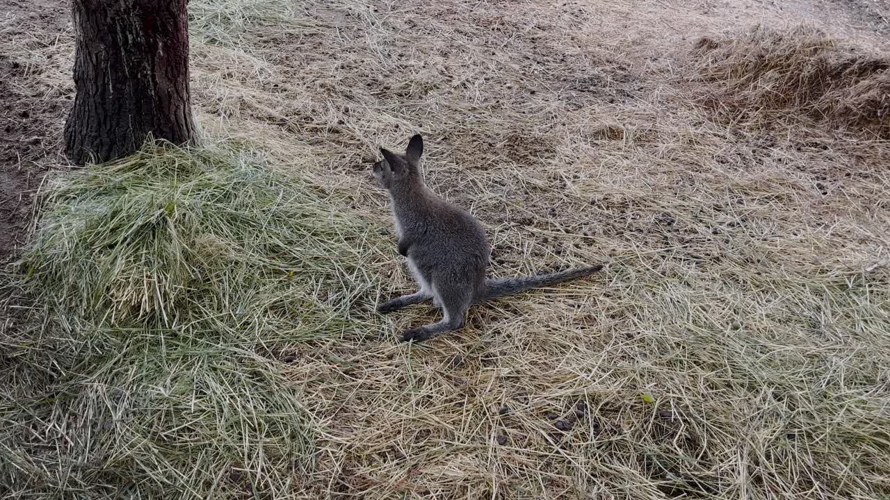 Piccolo canguro - il wallaby delle paludi si nutre in natura