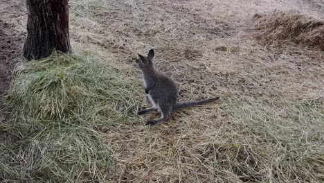 small kangaroo - the swamp wallaby is feeding at nature