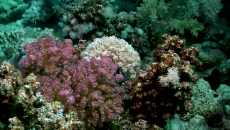 black and white chromis fish on the reef with alcyonacea and goniopora corals - underwater